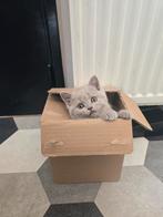 2 prachtige lieve Brits korthaar kittens mogen verhuizen, Dieren en Toebehoren, Katten en Kittens | Raskatten | Korthaar, Poes