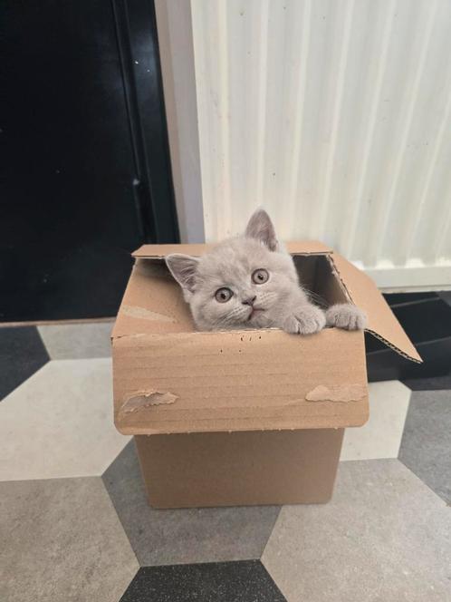 2 prachtige lieve Brits korthaar kittens mogen verhuizen, Dieren en Toebehoren, Katten en Kittens | Raskatten | Korthaar, Poes