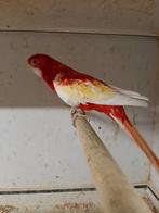 Rosella: rubino/ golden gold 2025 man, Mannelijk, Parkiet, Geringd