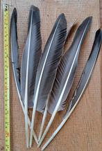 15 grotere veren ,grijze veren rui grijs, Ophalen of Verzenden, Zo goed als nieuw
