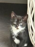 2 lieve katers mogen weg op 05-11-2025 leuk kerst cadeautje, Dieren en Toebehoren, Katten en Kittens | Overige Katten, Kater, Kortharig