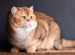 Dekkater, Dieren en Toebehoren, Katten en Kittens | Dekkaters