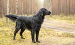 Gezocnt kruising Flatcoated retriever/ golden of labrador, Dieren en Toebehoren, Teef, Eén hond, Middel, Nederland