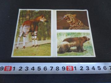 sticker ESSO dieren album jaguar okapi veelvraat 115 beschikbaar voor biedingen