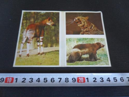 sticker ESSO dieren album jaguar okapi veelvraat 115, Verzamelen, Stickers, Zo goed als nieuw, Bedrijf of Vereniging, Ophalen