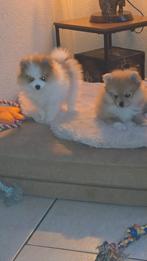 Pomeriaan puppy's, Dieren en Toebehoren, Keeshond, Teef, Meerdere, Nederland