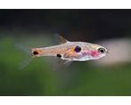 Gezocht dwerg rasbora, Dieren en Toebehoren, Vis