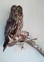 Geprepareerde/ opgezette laplanduil, Ophalen of Verzenden, Nieuw, Vogel, Opgezet dier