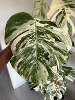 Monstera albo variegata, Huis en Inrichting, Overige soorten, Minder dan 100 cm, Groene kamerplant, Halfschaduw