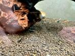 AANBIEDING! Galaxy Fishbone Black Garnalen, Dieren en Toebehoren, Kreeft, Krab of Garnaal