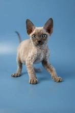 GEZOCHT ; Devon rex kitten met kenmerken zoals foto, Ophalen, Gebruikt, Open