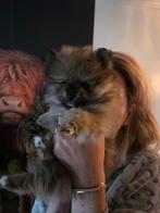 Geweldige pomeriaan pups, Dieren en Toebehoren, Rabiës (hondsdolheid), Overige rassen, 8 tot 15 weken, Meerdere