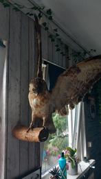 Opgezette roofvogel, Ophalen of Verzenden, Gebruikt, Vogel, Opgezet dier