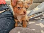 Lief langharig driekleur lila langhaar Merle puppy reutje, Dieren en Toebehoren, Honden | Chihuahua's en Gezelschapshonden, Reu