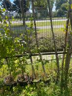 8 berken bomen van 300/400 cm €80,00