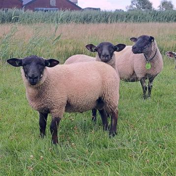 kruisling suffolk dekrammen te koop zwoeger en scrapie vrij beschikbaar voor biedingen