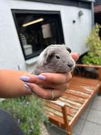 Lavendel cavia beertje, Dieren en Toebehoren, Knaagdieren, Juli, Mannelijk, Cavia