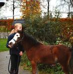 Welsh a hengst, Dieren en Toebehoren, Pony's, 0 tot 2 jaar, Hengst, Gechipt, A pony (tot 1.17m)