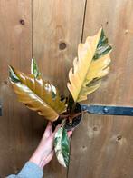 Philodendron caramel marble variegata plant gold pink albo, Huis en Inrichting, Kamerplanten, Ophalen of Verzenden, Halfschaduw