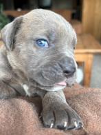 Prachtige Cane Corso pups, Dieren en Toebehoren, 8 tot 15 weken, Bulldog, Meerdere, Meerdere dieren