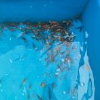 Baby koi 4-7 cm 1,50 pst desgewenst bezorgd aan huis, Dieren en Toebehoren, Vissen | Vijvervissen, Karper of Koi