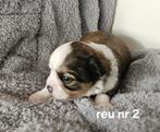 Mooie  kruising pups shih tzu x chihuahua, Dieren en Toebehoren, Honden | Chihuahua's en Gezelschapshonden, Reu, 8 tot 15 weken