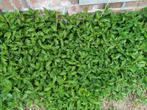 Herfstaster asran lila, Tuin en Terras, Planten | Tuinplanten, Ophalen, Zomer, Overige soorten, Halfschaduw