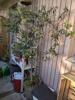 Olijfboom op stam, Lente, 100 tot 250 cm, Olijfboom, Ophalen