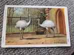 Artis dierentuin / M.A Koekkoek 1917, Verzamelen, Ophalen of Verzenden, Voor 1920