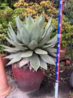 Cactus, Tuin en Terras, Ophalen of Verzenden, Overige soorten, Volle zon