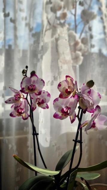 Phalaenopsis orchidee beschikbaar voor biedingen