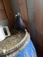 Kayseri kuşu oyunlu erkek, Dieren en Toebehoren, Vogels | Duiven