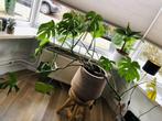 Monstera plant inclusief pot, Huis en Inrichting, Overige soorten, 100 tot 150 cm, Halfschaduw, In pot