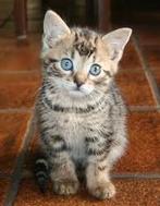 Gezocht! Kitten (v) 5/6 weken oud, tijger print, Ophalen of Verzenden