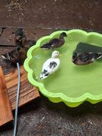 Jonge bonte kwaker eenden, Dieren en Toebehoren, Pluimvee, Meerdere dieren, Eend