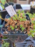 Alpine planten ll, Tuin en Terras, Planten | Tuinplanten, Bodembedekkers, Volle zon, Vaste plant, Ophalen of Verzenden