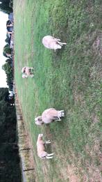 Schapenboken Swifters, Dieren en Toebehoren, Schapen, Geiten en Varkens, Mannelijk, Schaap