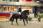 11 jarige bloedmooie ALLROUND dressuurgefokte merrie, Merrie, 165 tot 170 cm, Dressuurpaard, 11 jaar of ouder