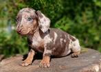 Prachtige kleine teckel pups (choco tan en choco merle), Dieren en Toebehoren, Honden | Teckels en Dashonden, Nederland, CDV (hondenziekte)