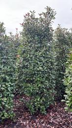 Photinia fraseri red robin grote maten, Ophalen of Verzenden, Overige soorten