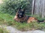 Dekreu, Dieren en Toebehoren, Honden | Herdershonden en Veedrijvers, Reu, Eén hond, 3 tot 5 jaar, Nederland