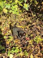 Boerderij kittens / katjes te koop, Dieren en Toebehoren, Meerdere dieren