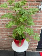 Kamerplant, citroen geranium., Huis en Inrichting, Kamerplanten, Ophalen, Cactus, Volle zon, Minder dan 100 cm