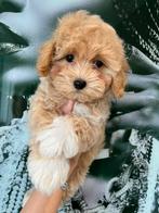 Premium maltipoo f1 reutje micro, Dieren en Toebehoren, Poedel, Particulier, Rabiës (hondsdolheid), Reu