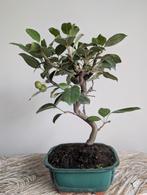 Malus Sierappel Bonsai 7 jaar oud, Ophalen of Verzenden, Overige soorten, Halfschaduw