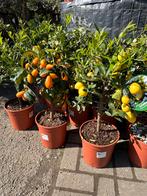 Citrus fruitplanten, Tuin en Terras, Planten | Tuinplanten, Vaste plant, Ophalen of Verzenden, Volle zon