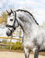 5jarige PRE hengst, Dieren en Toebehoren, Gechipt, Dressuurpaard, Hengst, 3 tot 6 jaar