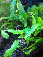 Aquariumplant, Dieren en Toebehoren, Vissen | Aquaria en Toebehoren, Ophalen, Plant(en), Steen of Hout