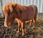 2 shetlanders, Dieren en Toebehoren, Paarden en Pony's | Dekhengsten en Fokmerries, Hengst