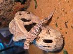 Nakweek uromastyx ornata groen, Dieren en Toebehoren, Hagedis, 0 tot 2 jaar